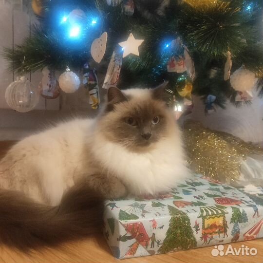 Кошечка на вязку