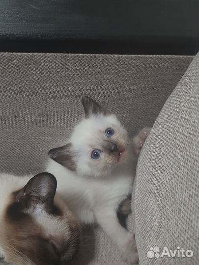 Тайские котята