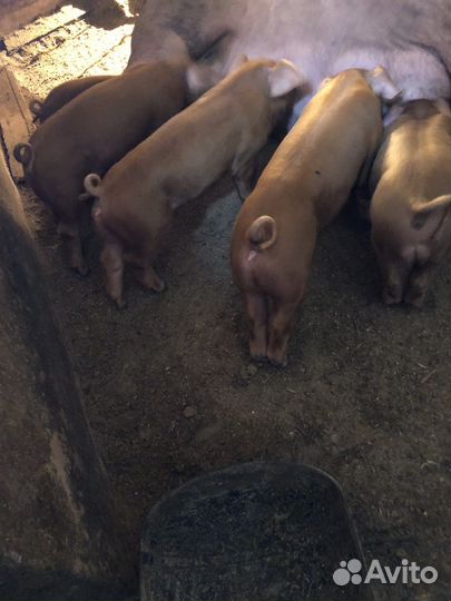 Поросята ландрас дюрок