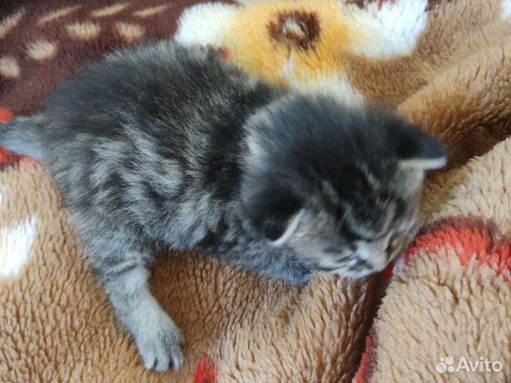 Кошка в дар бесплатно