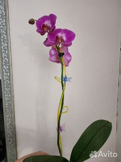 Орхидея фаленопсис