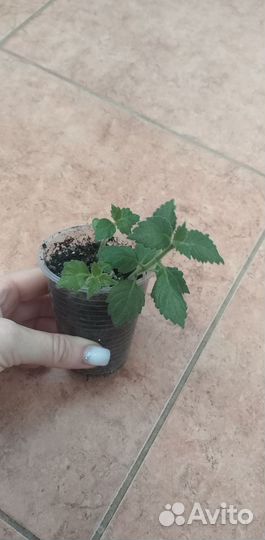 Ахименес Голден беллс