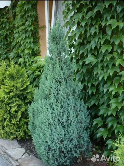 Можжевельник Китайский Стрикта