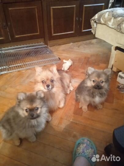 Малый немецкий шпиц щенки