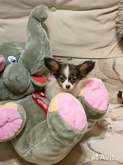 Папийон девочка с РКФ