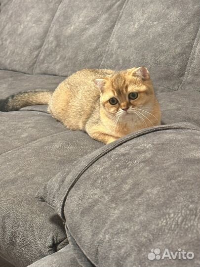 Шотландская кошка вязка