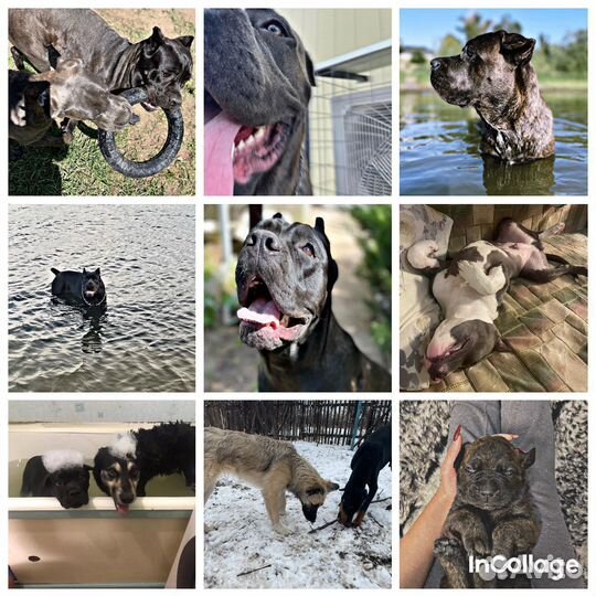 Передержка домашних животных