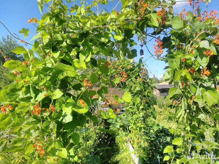 Турецкие бобы вьющаяся фасоль семена