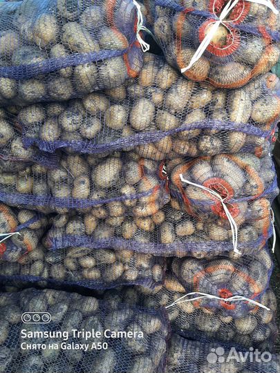 Продам картофель