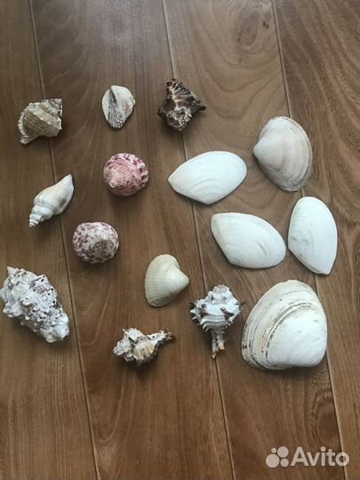 Ракушки цена за все