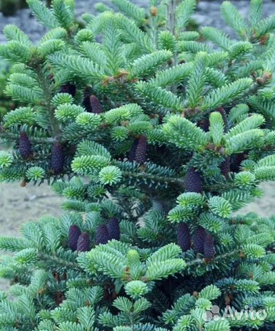 Пихта корейская