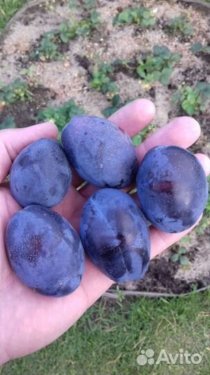 Слива Стенли саженцы