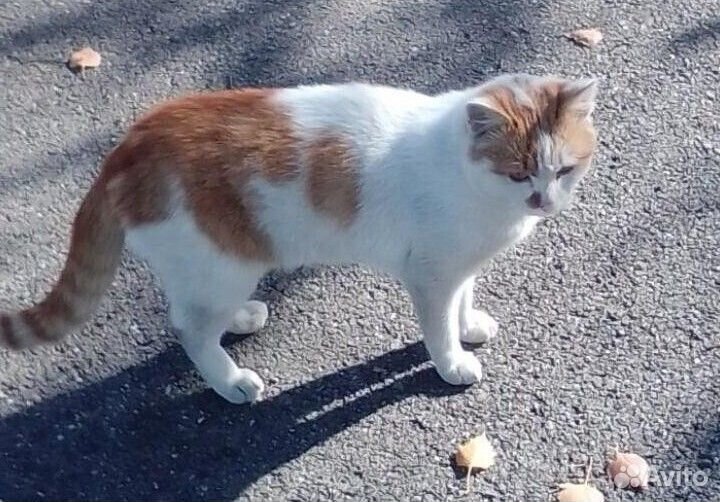 Кошки в добрые руки бесплатно