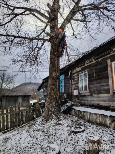 Спил деревьев