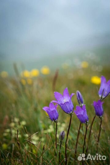 Путешествия из Пятигорска Бермамыт,Джылысу, Домбай