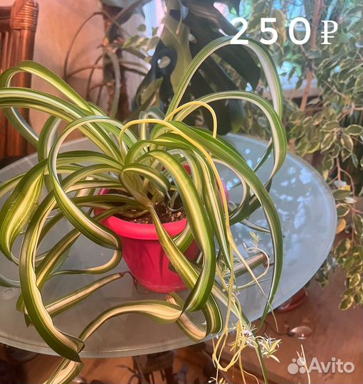 Излишки домашних цветов