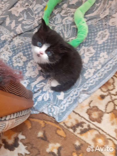 Котята персы