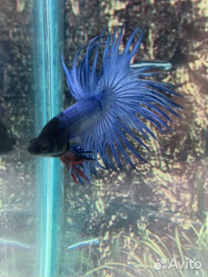 Аквариумные рыбки