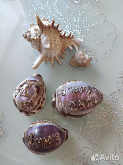 Морские ракушки цена за всё