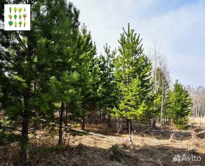 Крупномер сосна с гарантией