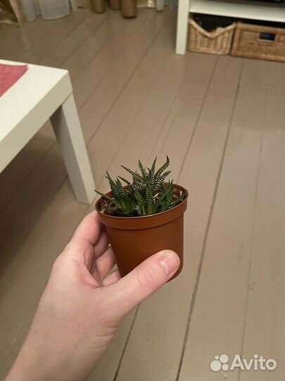 Суккуленты