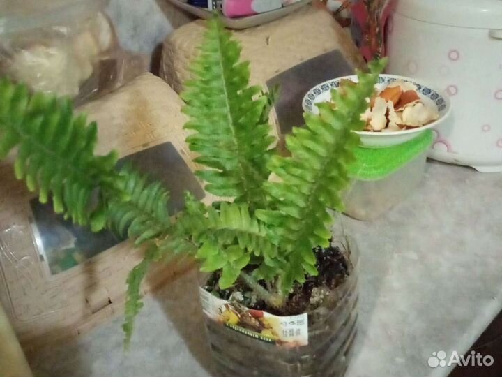 Папортник домашний