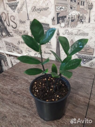 Замиокулькас