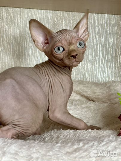 Канадский сфинкс