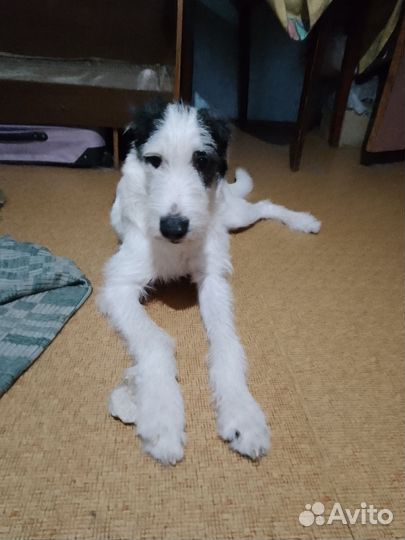 Липси ищет дом