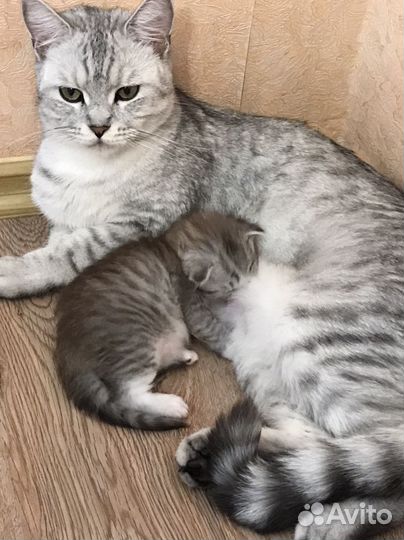 Шотландская