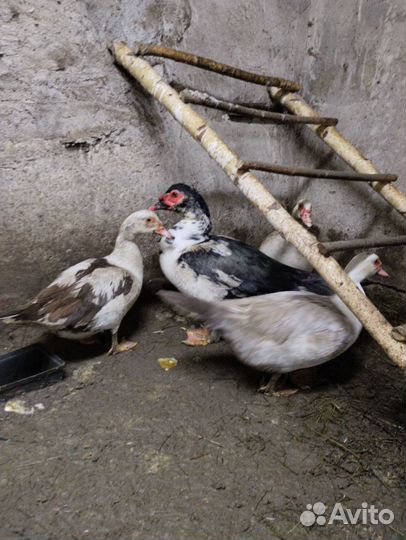 Инкубационное яйцо индоутки