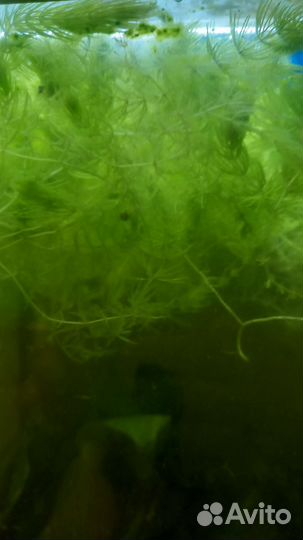 Трава в аквариум разная