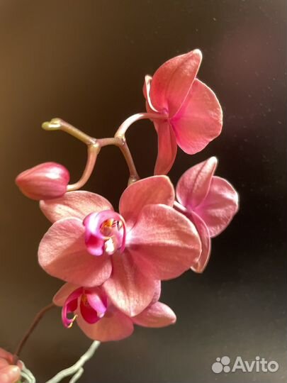 Орхидея фаленопсис Надион