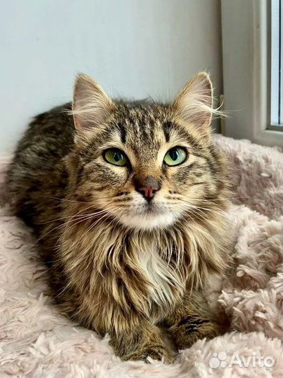 Котенок подросток