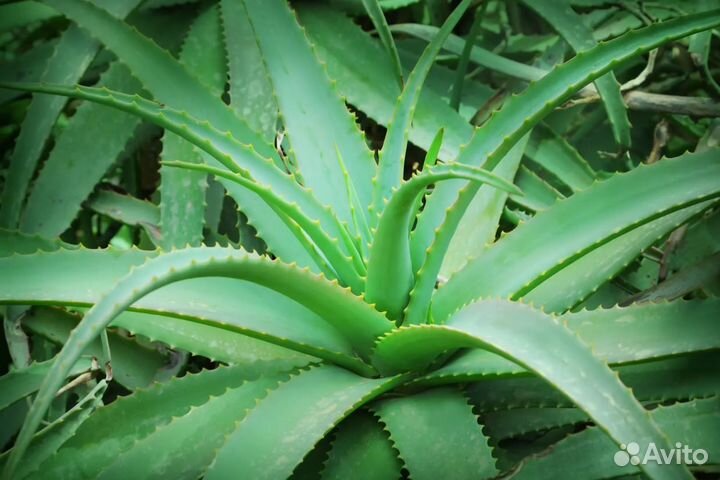 Алоэ лечебное