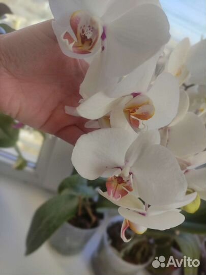 Орхидея фаленопсис