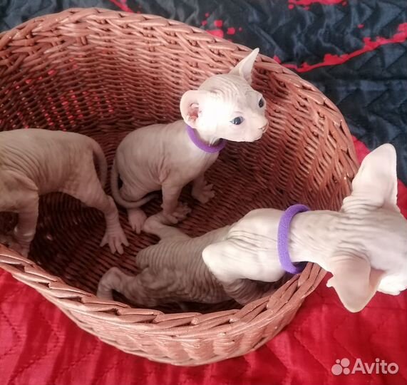 Канадский сфинкс