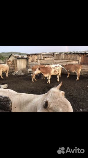 Дойные коровы