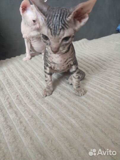 Донской сфинкс котята