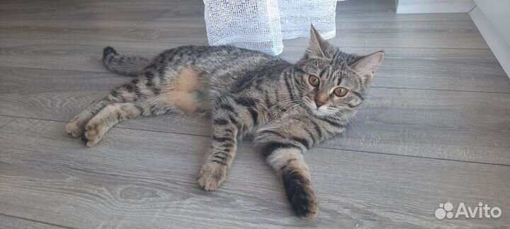 Кошка шотландская