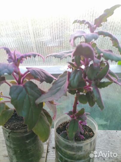 Комнатные цветы рассада лилии гвоздики многолет