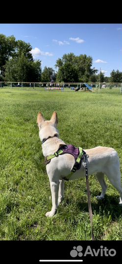 Догситтер/передержка для собаки