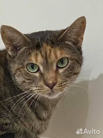 Отдаю в дар кошку Мусю-Марусю