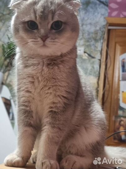 Вязка с шотландским котом