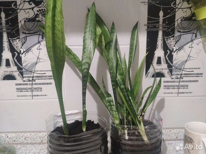 Сансевиерия