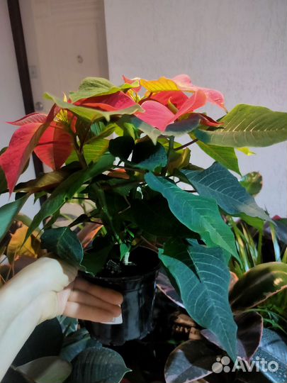 Пуансеттия Премиум Ред