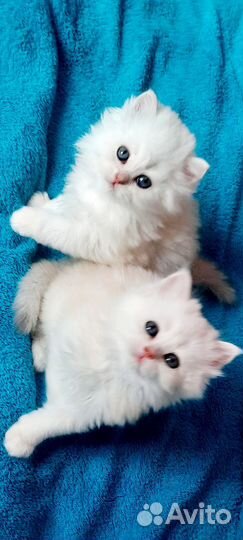 Британская длинношерстная