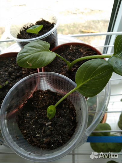 Калла белая (эфиопская) корневищная