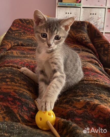 Отдам в добрые руки котенка девочку