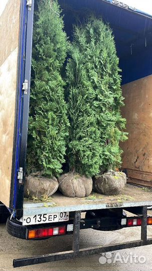 Туя Смарагд 2м